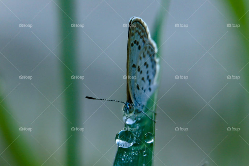 Dew and little butterfly