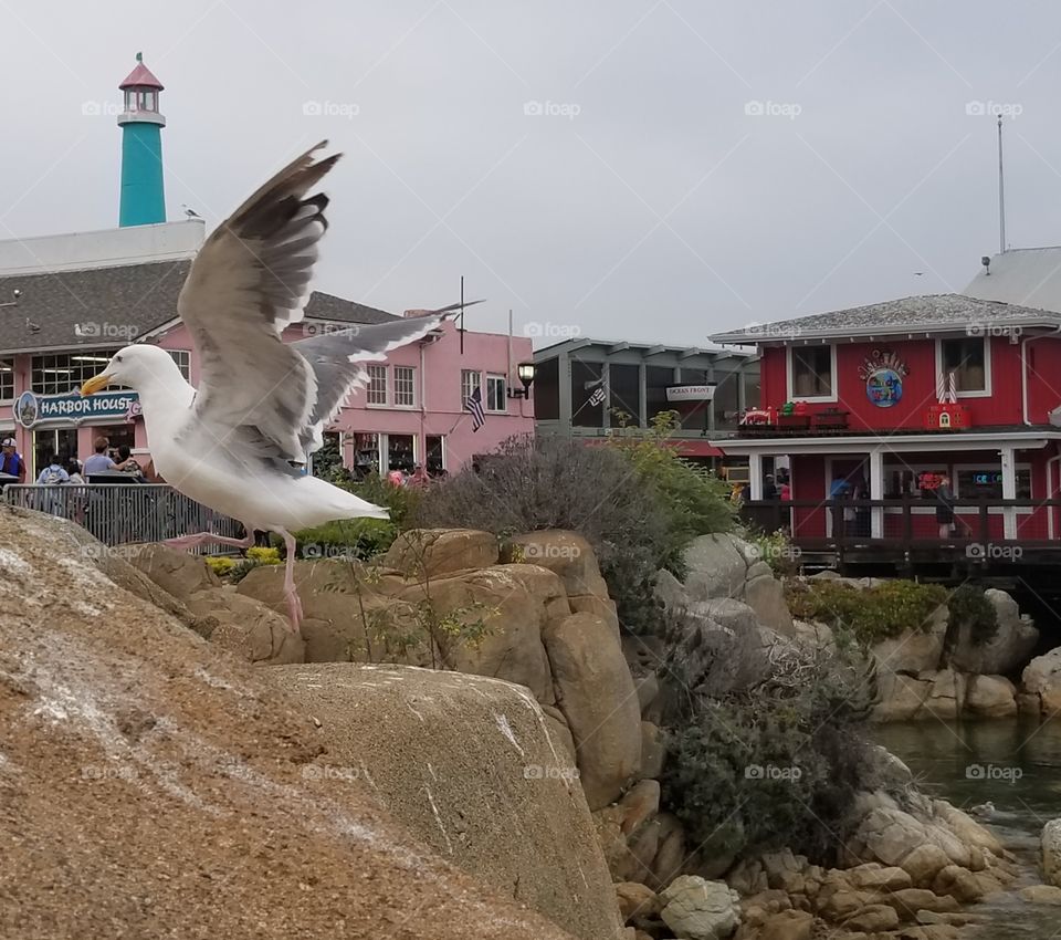 Monterey fisherman's wharf seagull takes flight