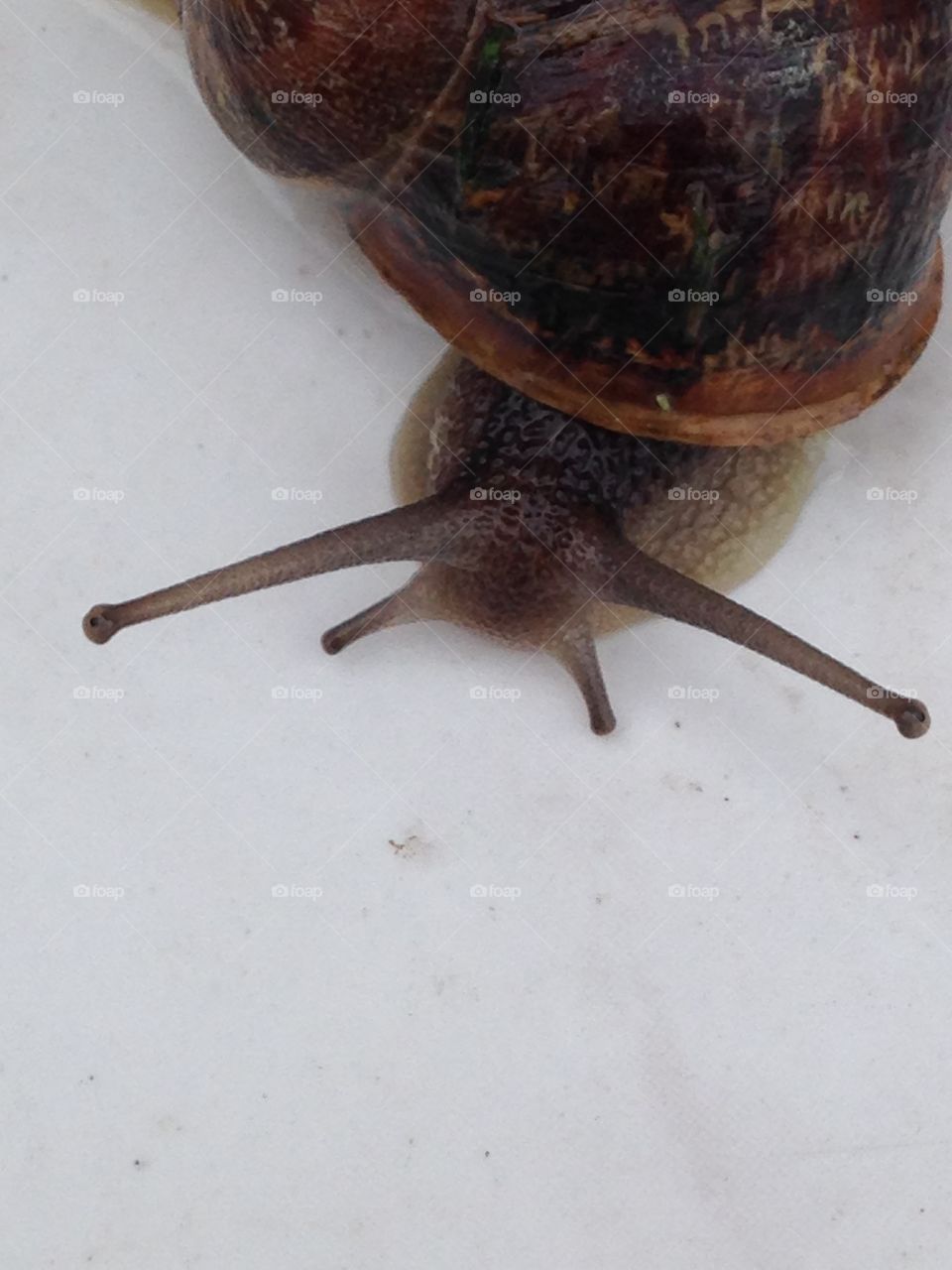 Snail