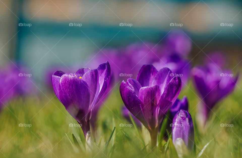 Crocus