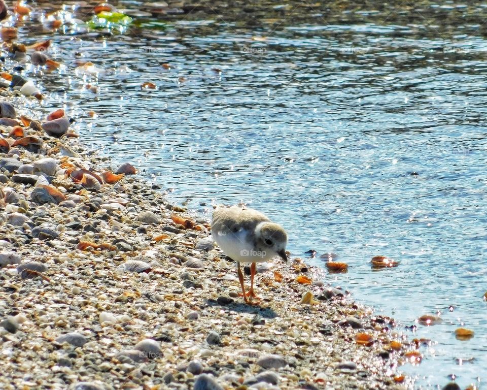 Baby snowy plover