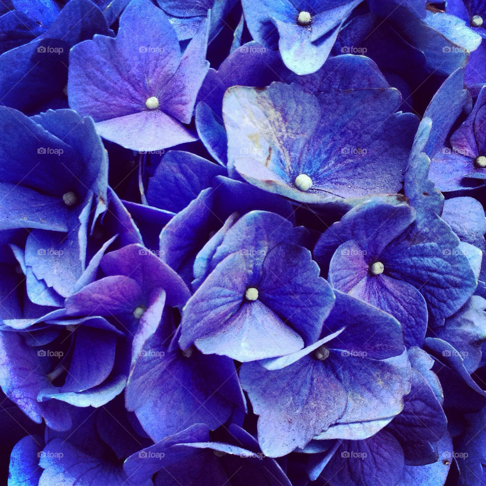 flowers purple hydrangea by challahgirl
