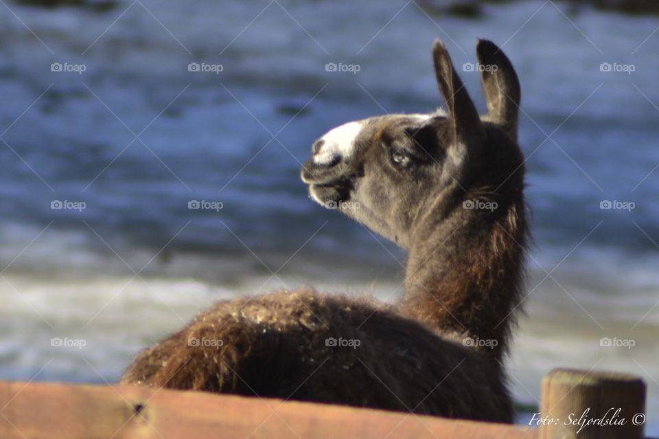 Lama