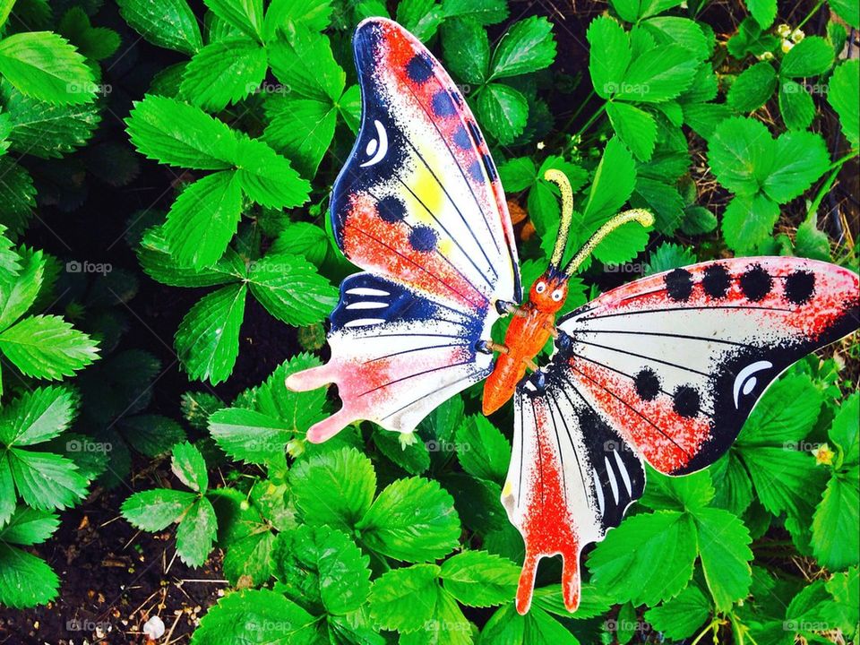 Butterfly in Strawberry Patch