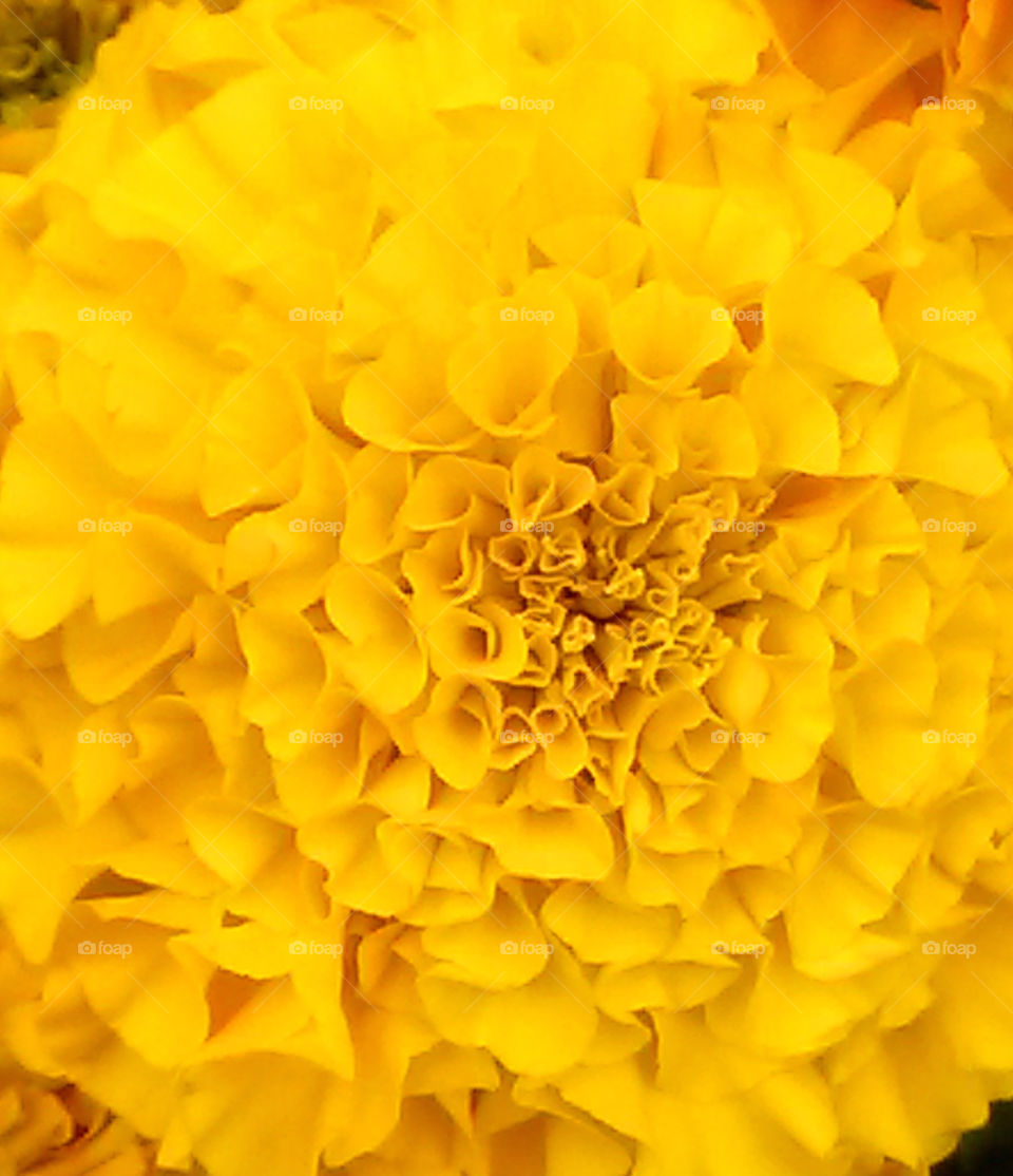 Yellow flower texture
