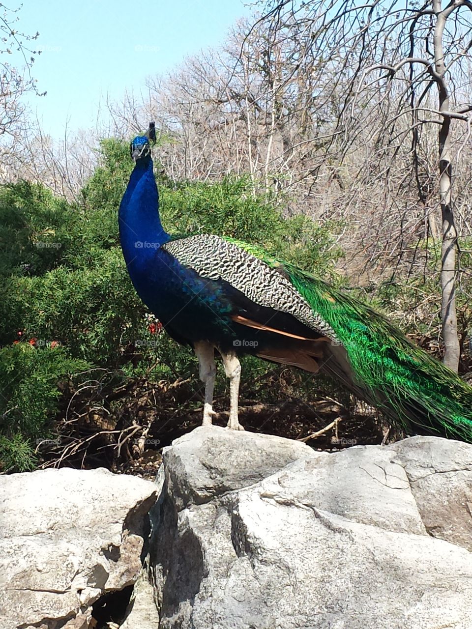 majestic. Peacock 