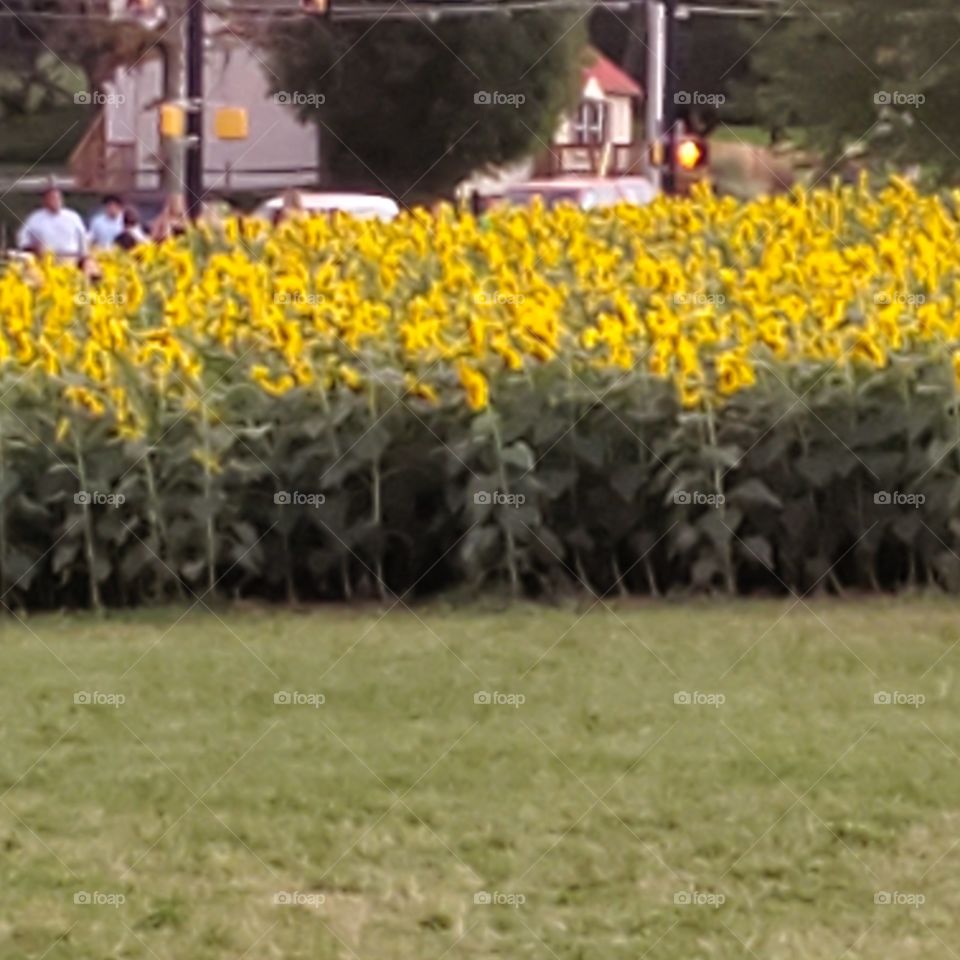 sunflower field