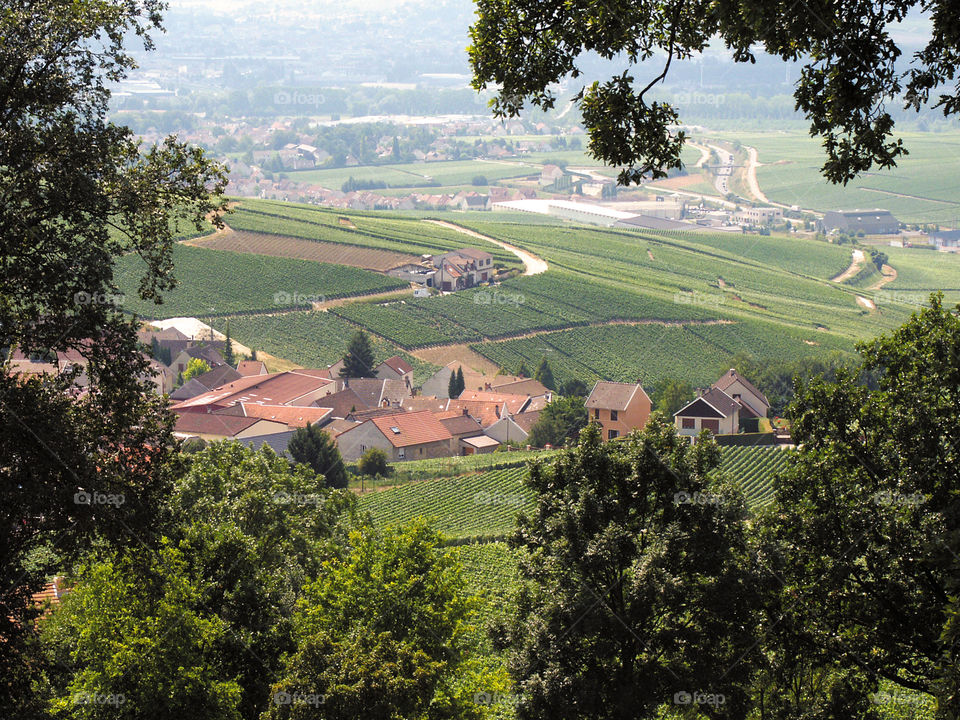 Champagnes. Vineyards 