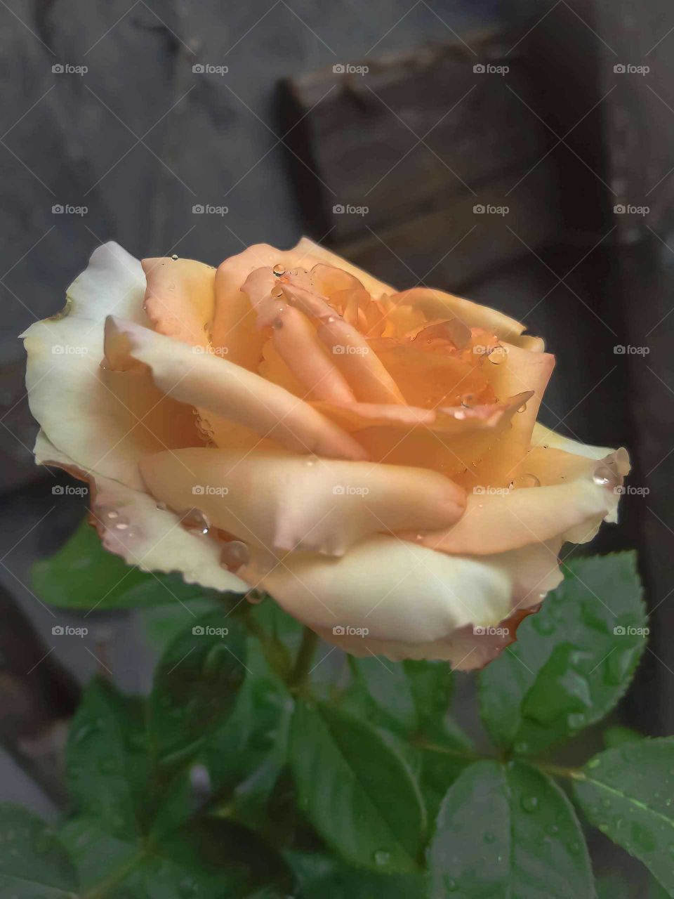 Rose-flower. Surreal effect. Close-up on the petals and water drops.