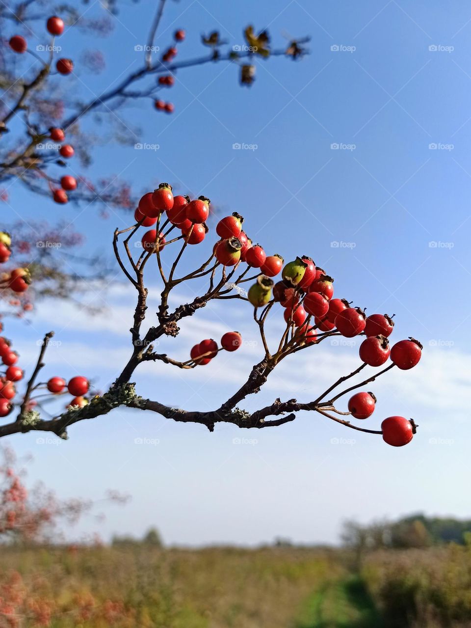 Fall Wins! (Bonus Exclusive Mission)