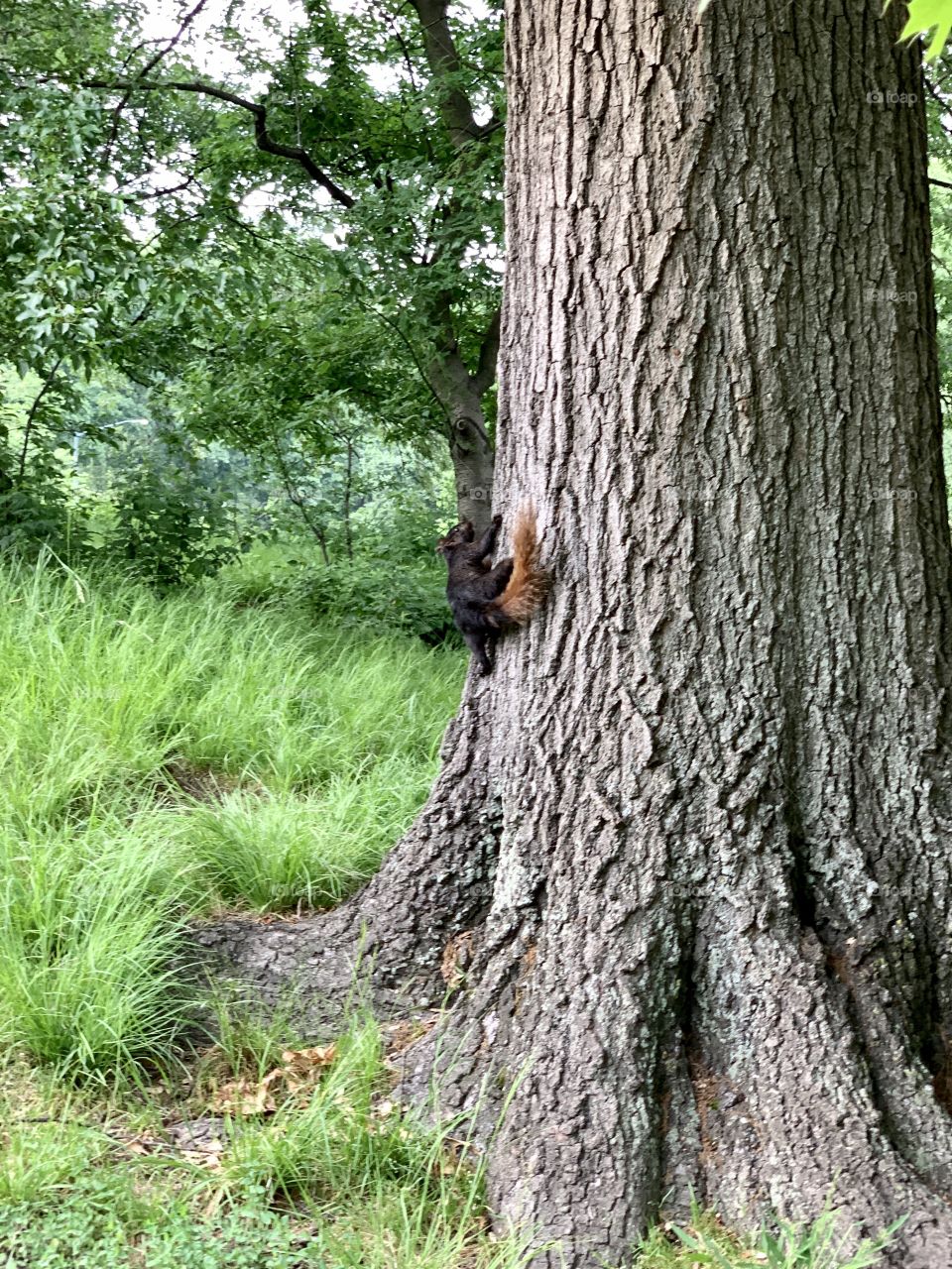 Squirrel climbing on the tree trunk during summer. The squirrel with black fur and brown tail. 