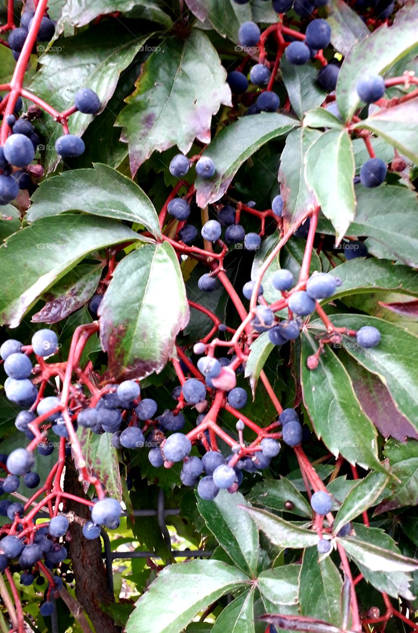 dark blue berries green  leaves and red twigs  of Virginia creeper