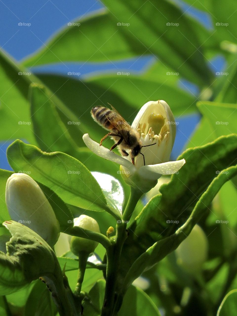 Honey Bee Feeding from an Orange Blossom 