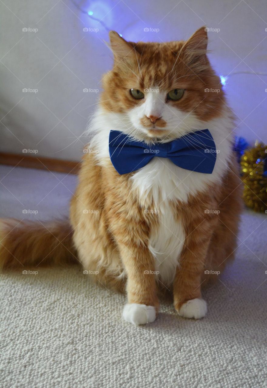 cat in bow tie