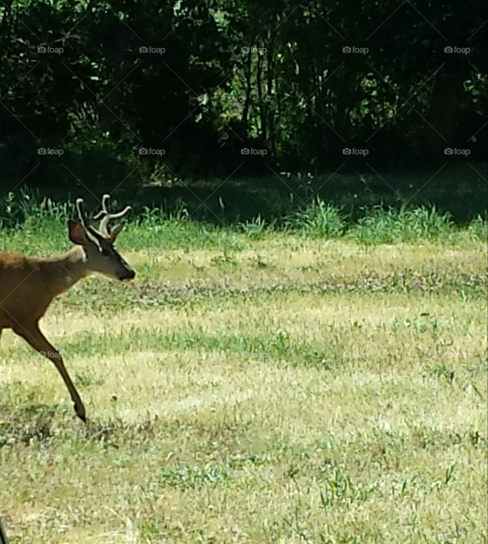 Buck heading out after lunch