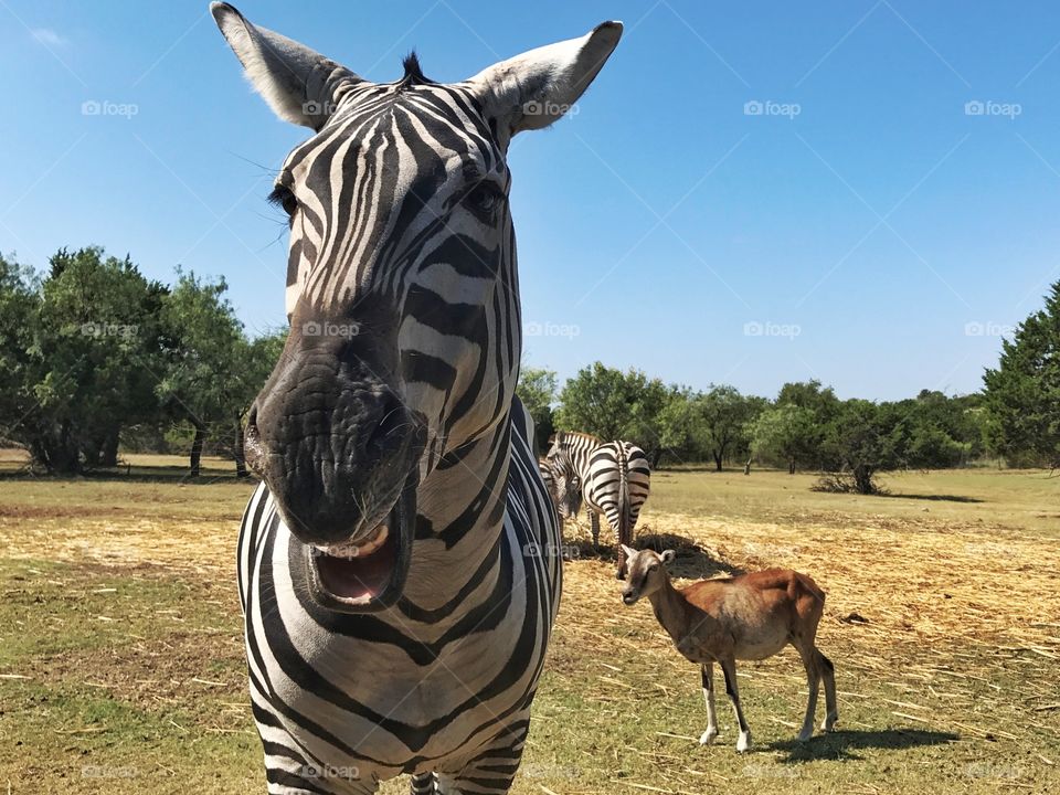 Laughing zebra