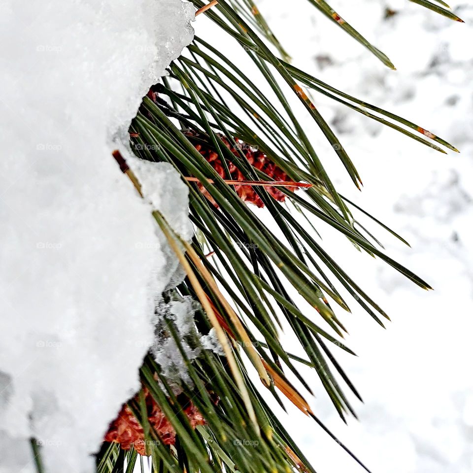 Pine and Snow