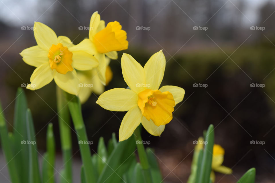 Daffodils in springtime