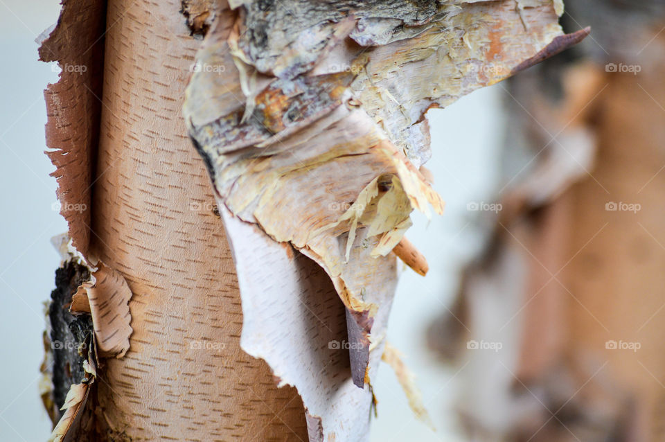 Peeling tree bark