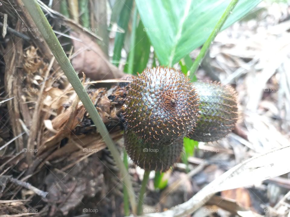 Salak is a type of palm fruit commonly eaten