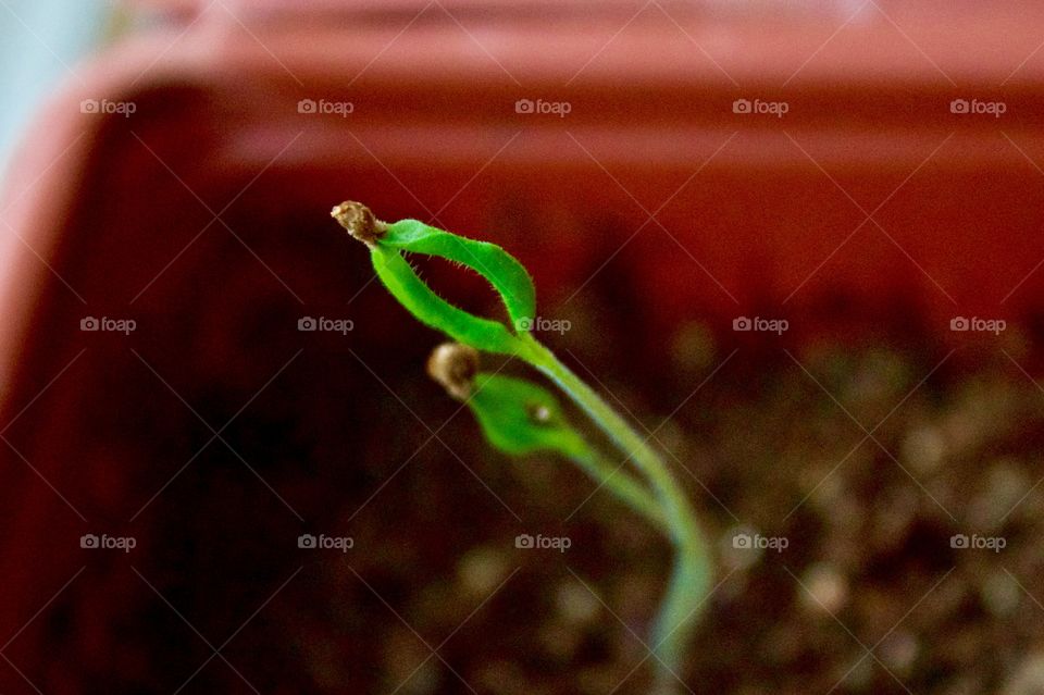 Little tomato seedlings losing their seed husk and leaning toward the light