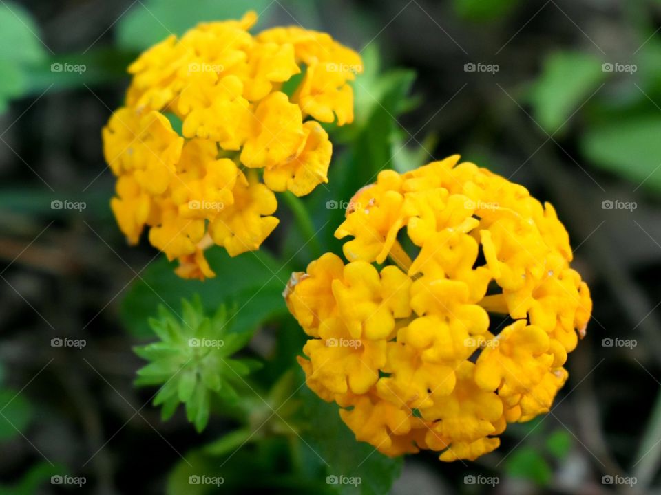 portrait of yellow flower