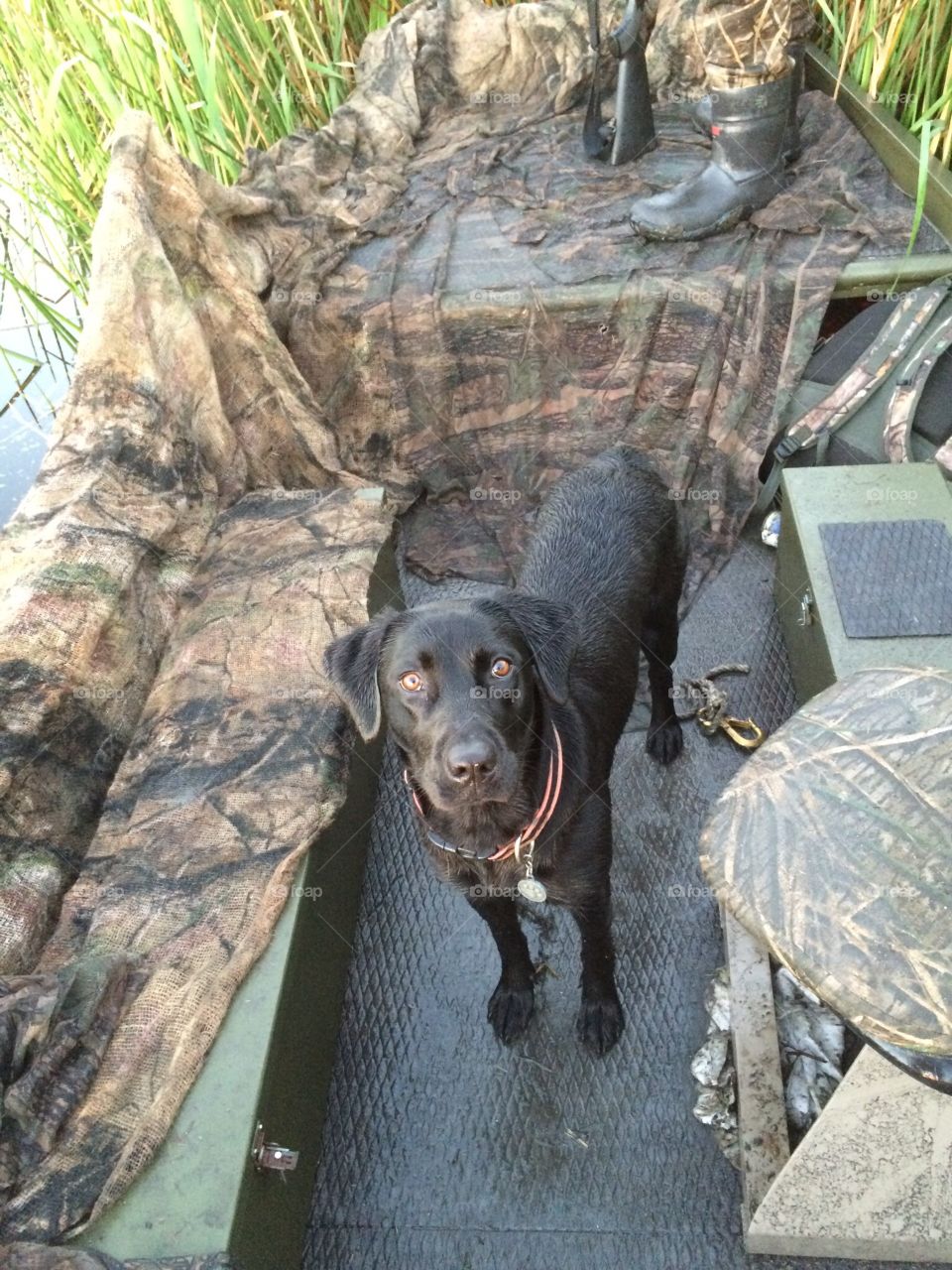 Labrador in hunting boat
