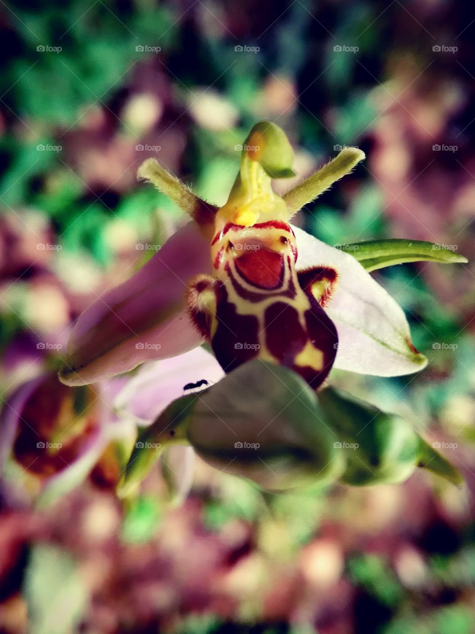 orchidée, fleur