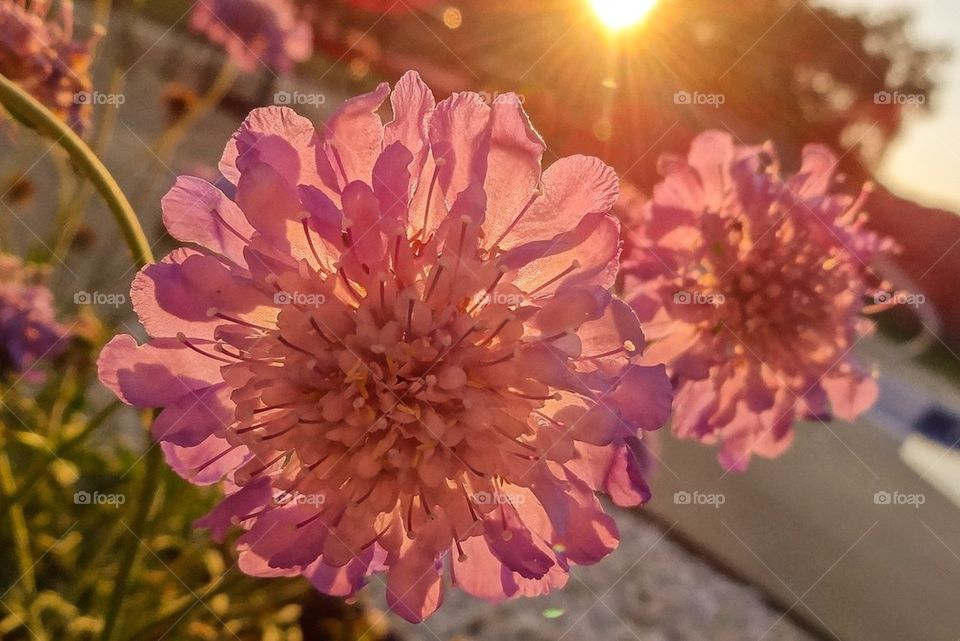 Pink flowers backlit