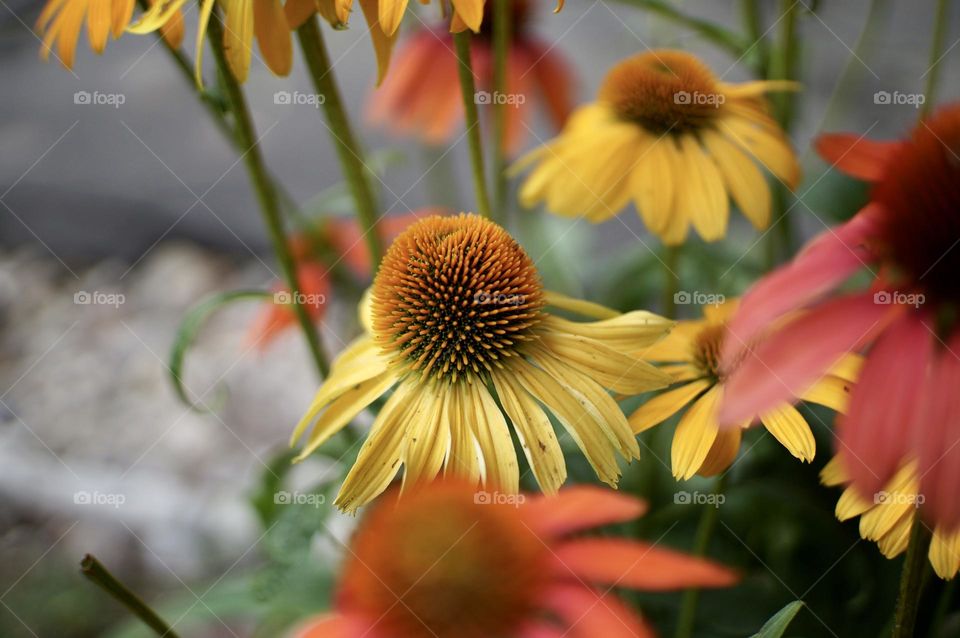 Yellow and purple coneflower in full bloom.