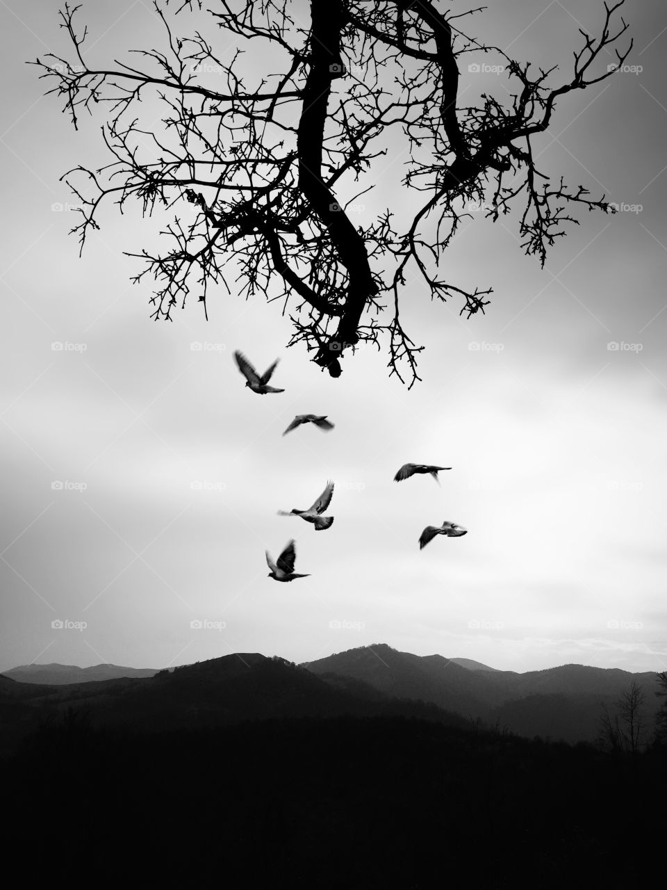 Black & white shot of mountains , branch tree and birds flying