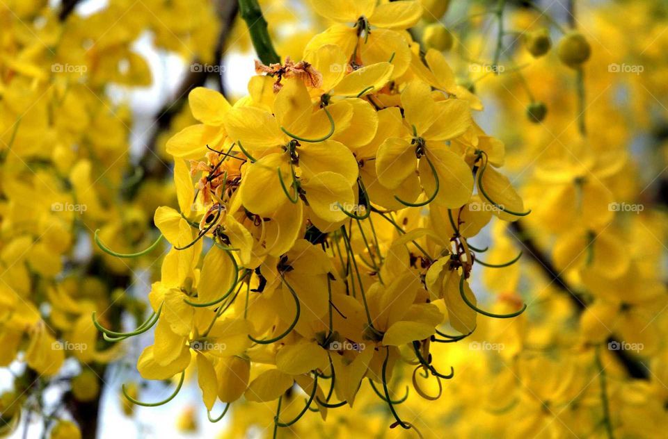yellowish flowerd