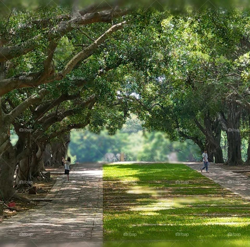 beautiful boulevard in the university, a famous landmarks.