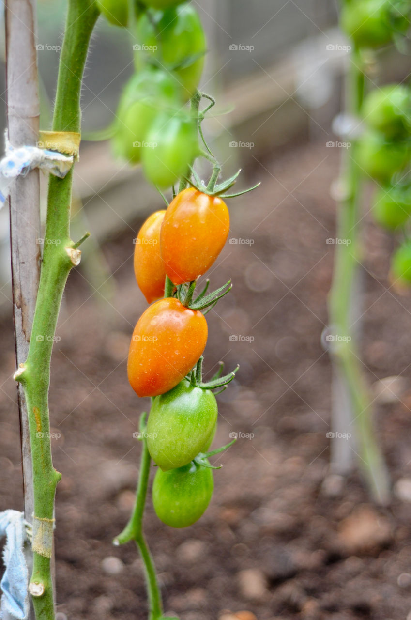 Tomatoes 