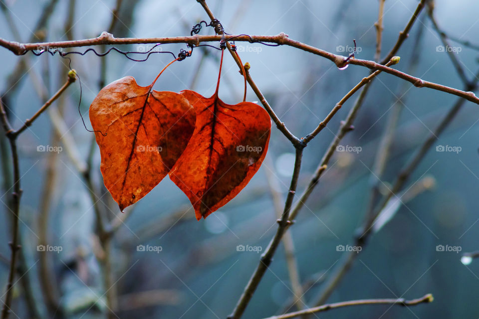 the last two autumn leaves in the shape of hearts on a branch