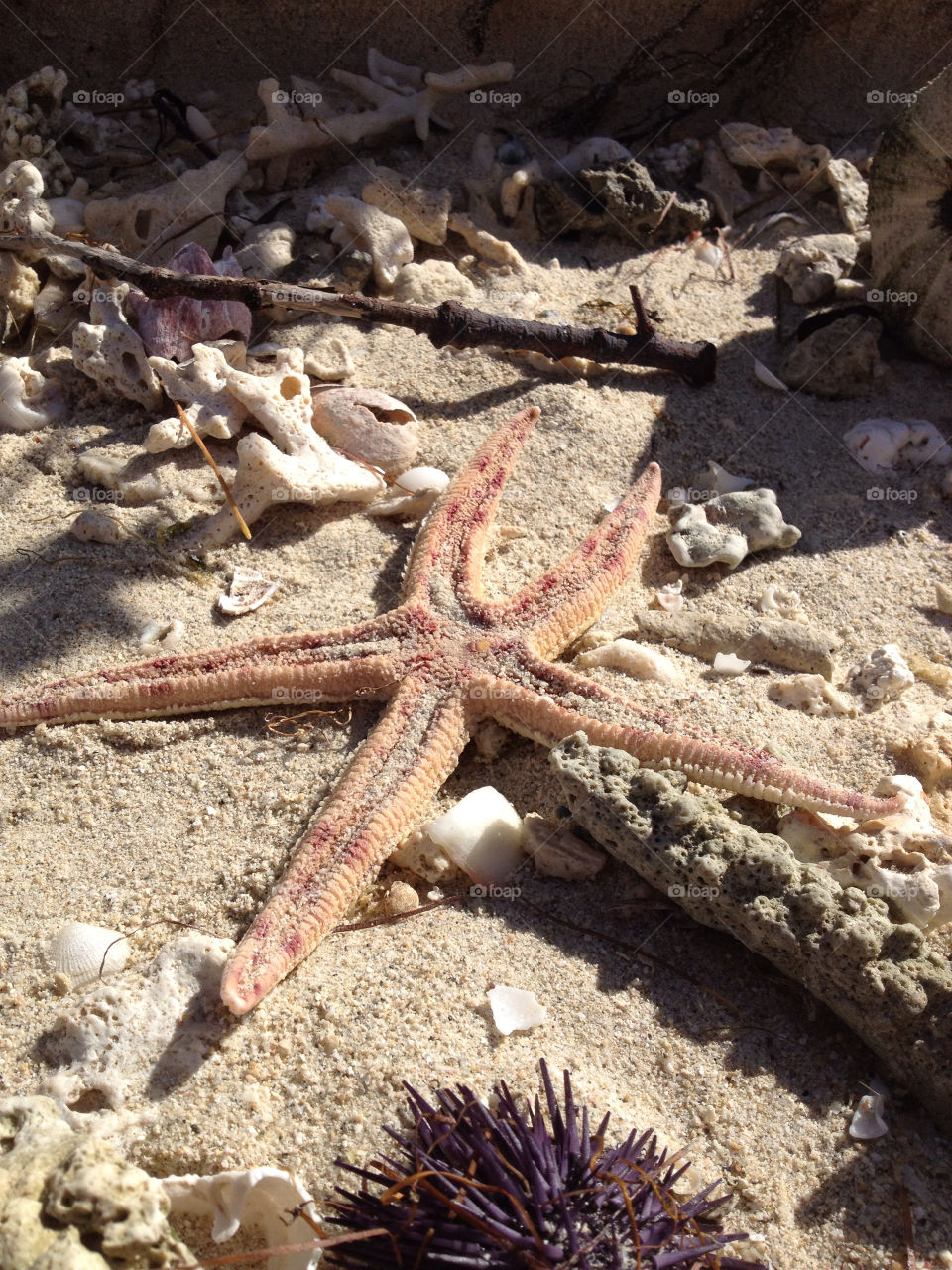beach sunny sun fish by tanushri123