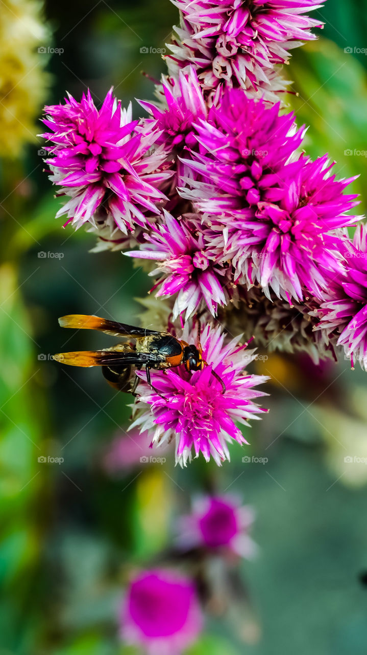 insect on the flower