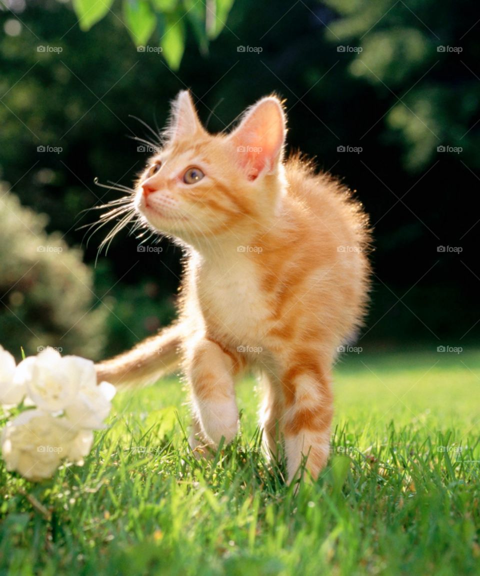 A cute kitten looks happy playing.