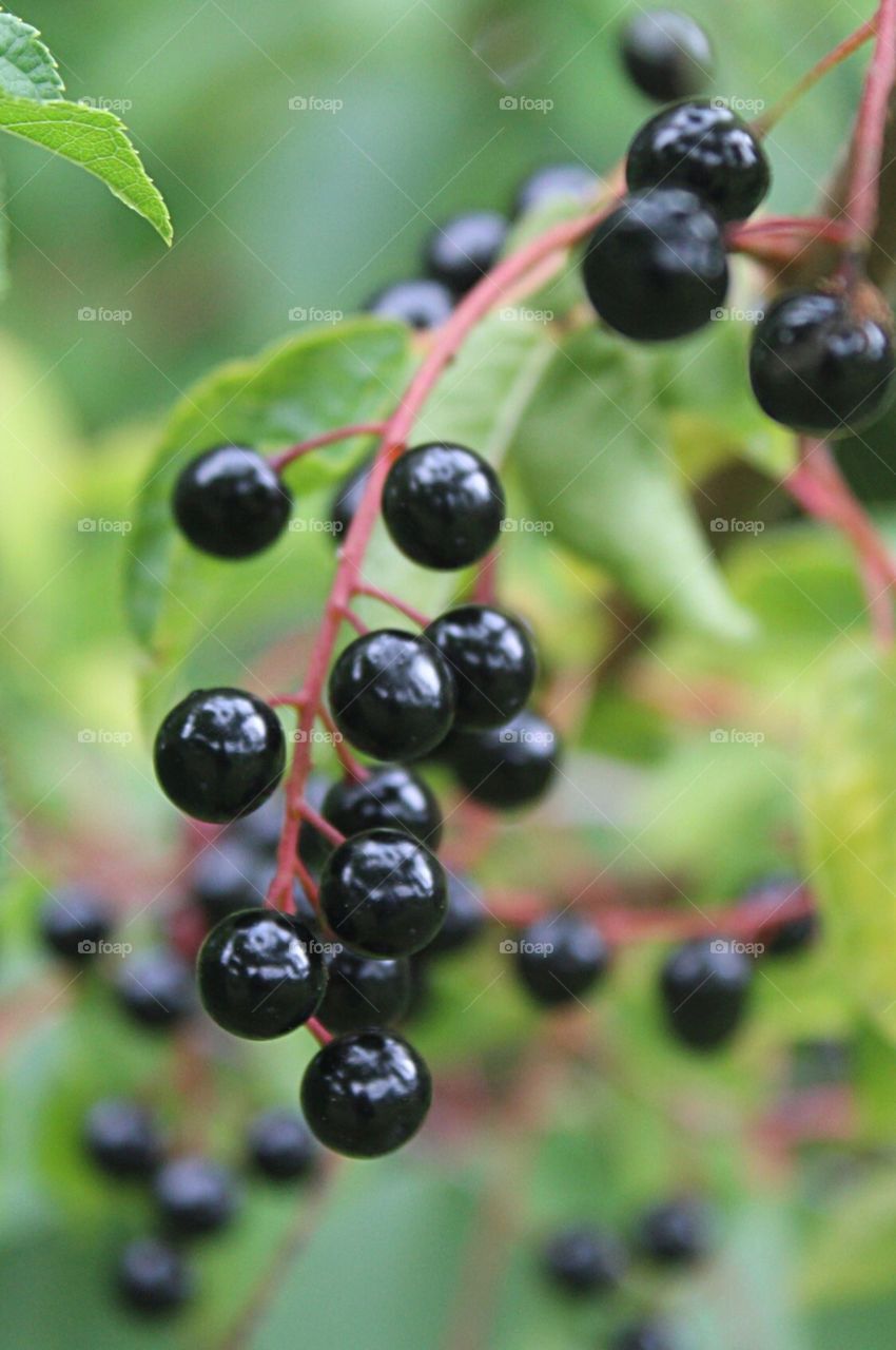 Black shiny berries gleaming in the sun after a rain storm. 