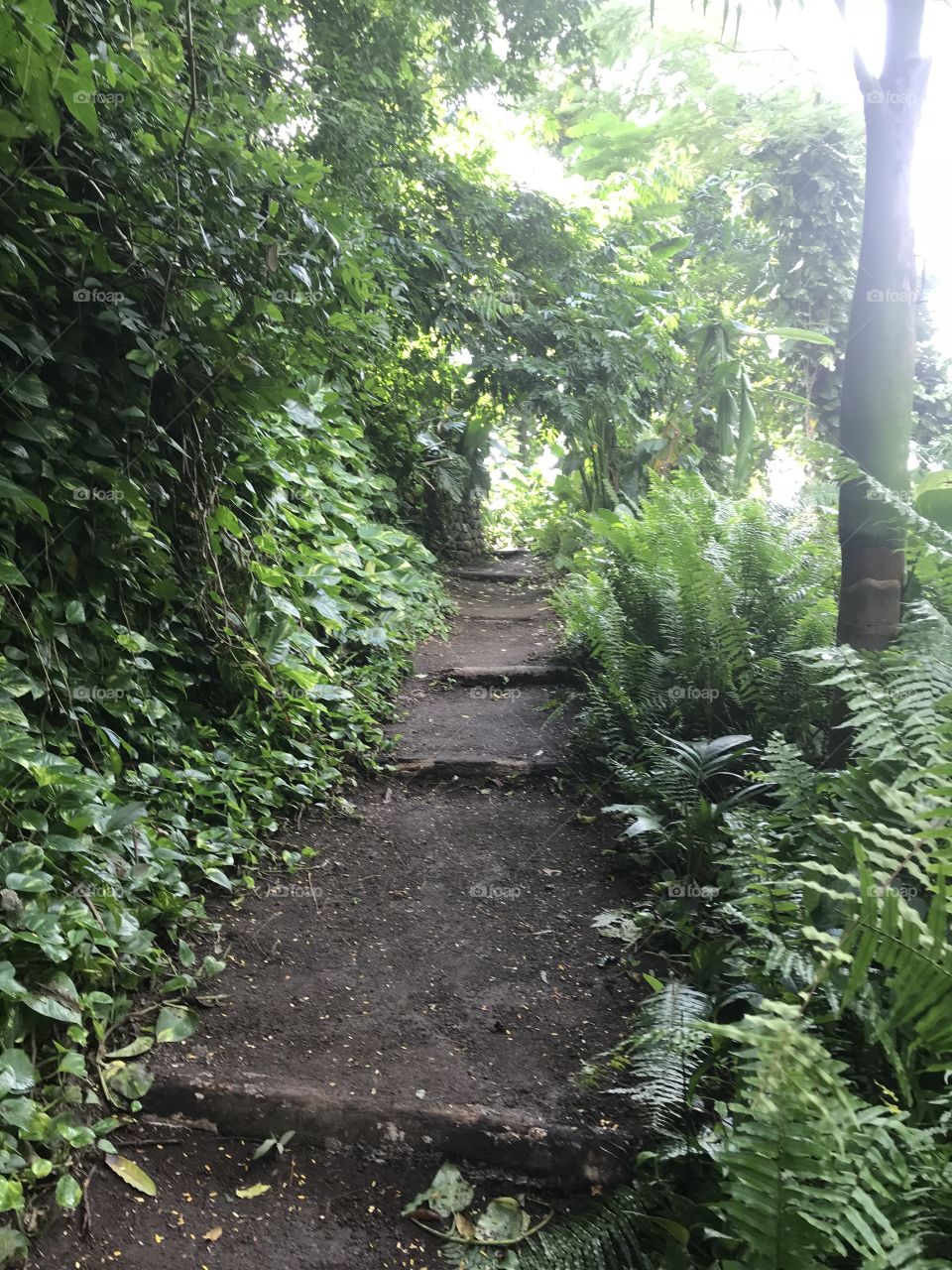 Jungle hidden path 
