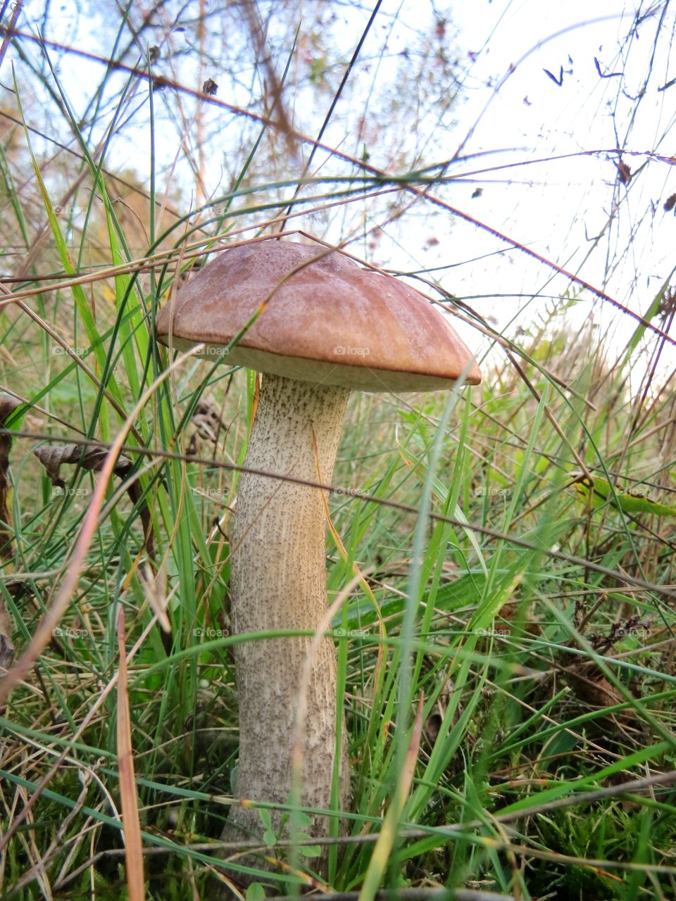 Mushroom