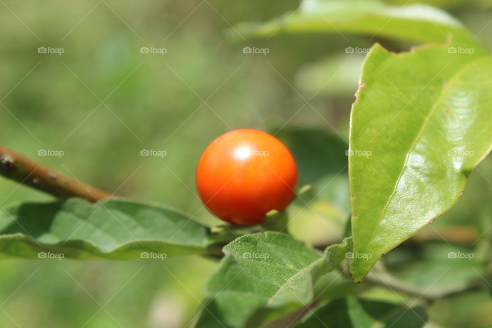 orange litle fruit