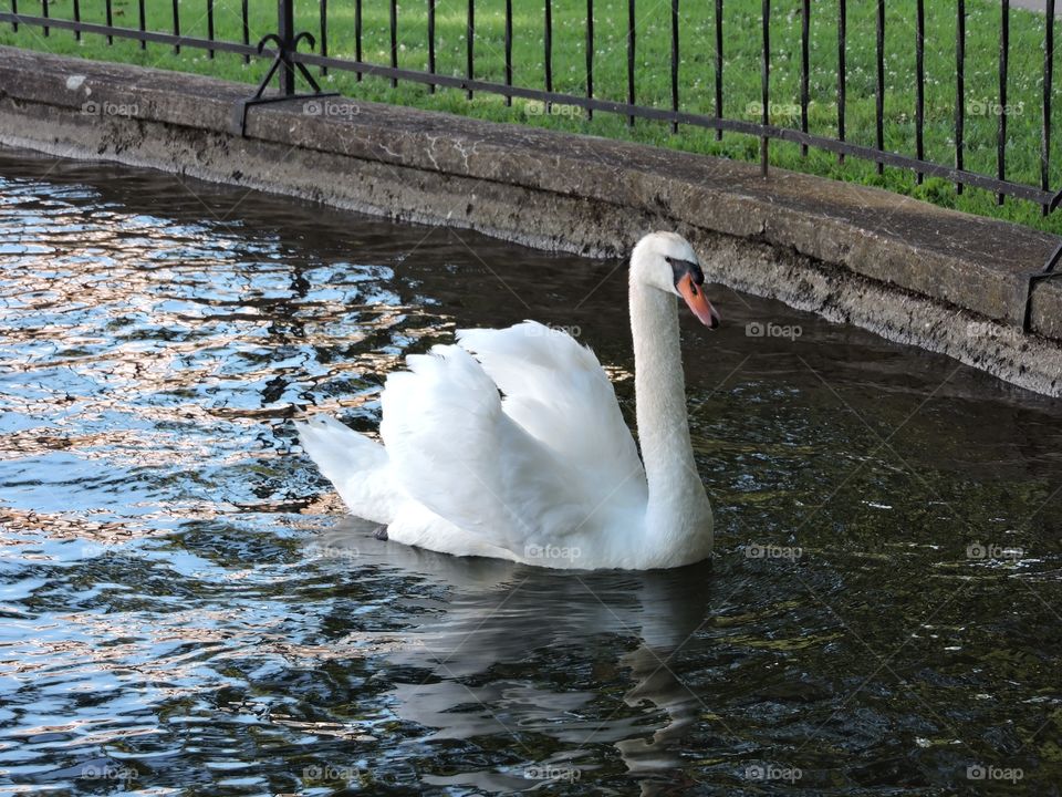 Swan