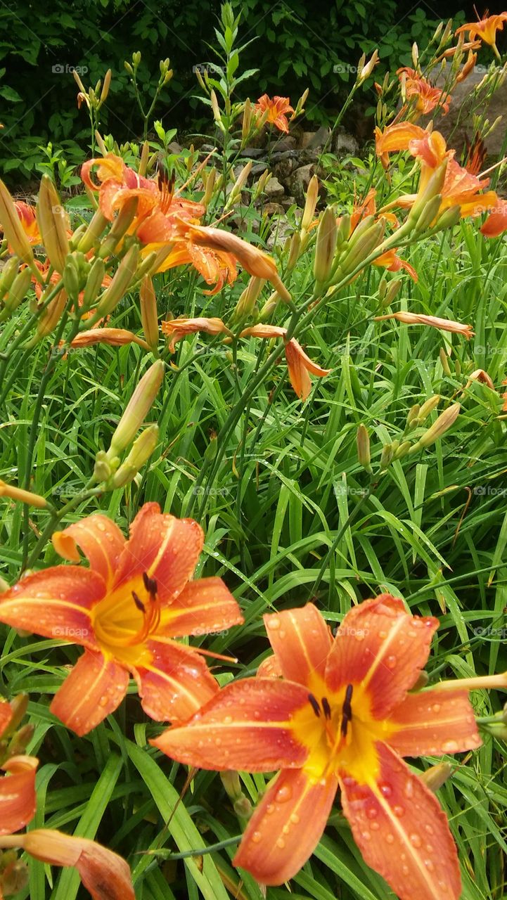 wild orange Lilly lillies vibrant spring. green. flowers getty image field country beautiful lush serene beautiful