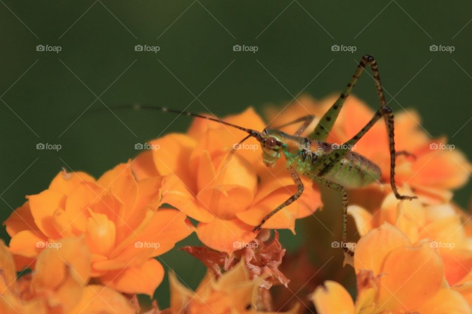 Macro of bug on flowers 