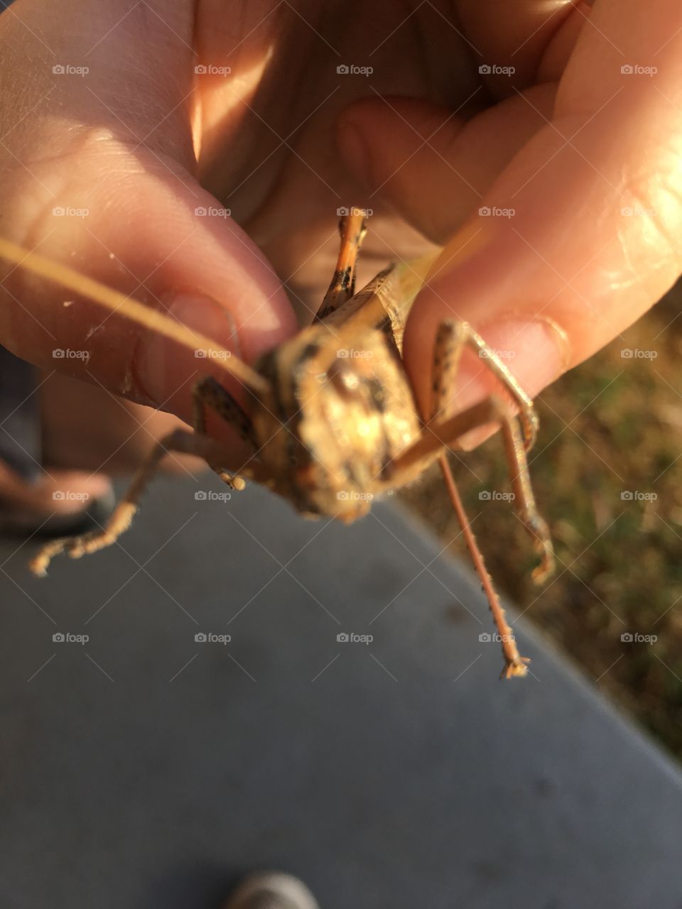 Grasshopper