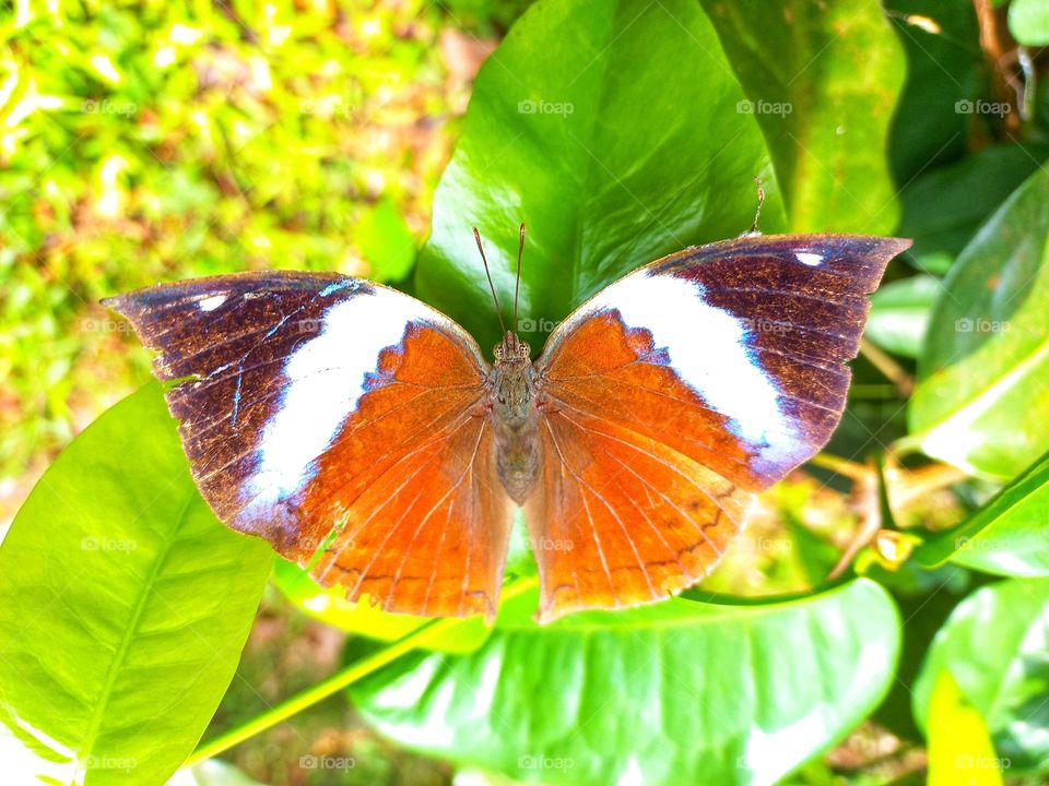 Beautiful butterfly perched on the leaf