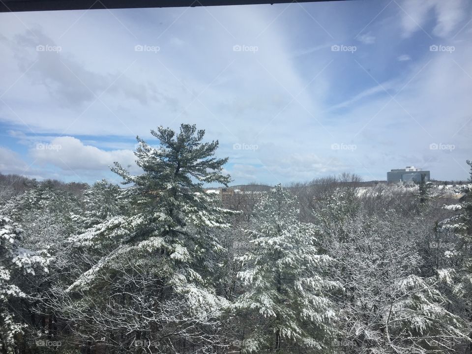 Snow, Winter, Frost, Landscape, Tree