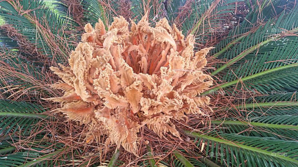 Palm with Lacy Pulp Center