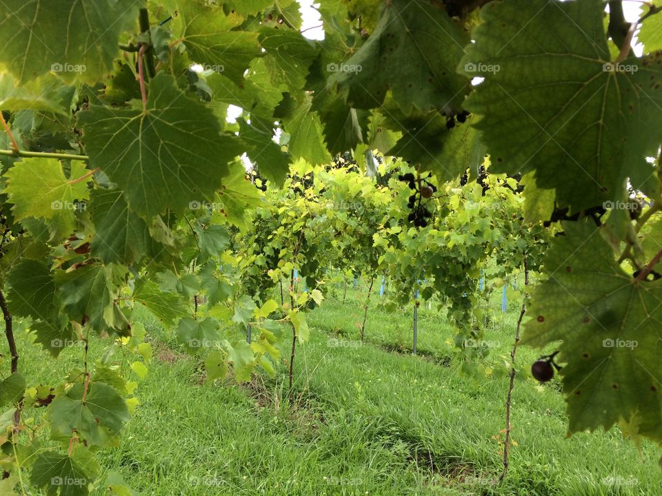 Grape vines winery 